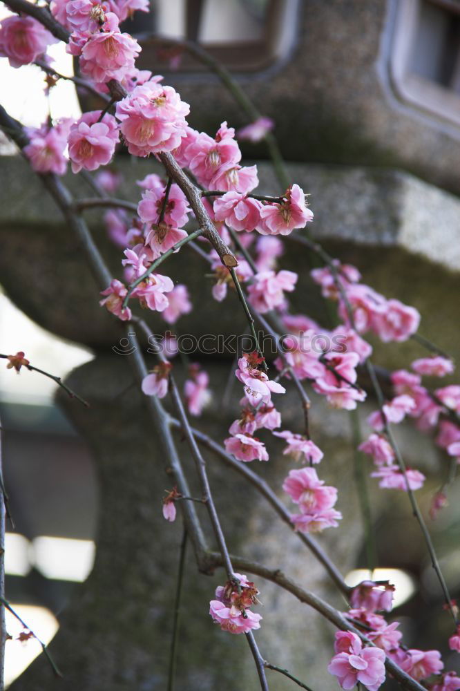 Similar – Image, Stock Photo bouquet of purple lilac