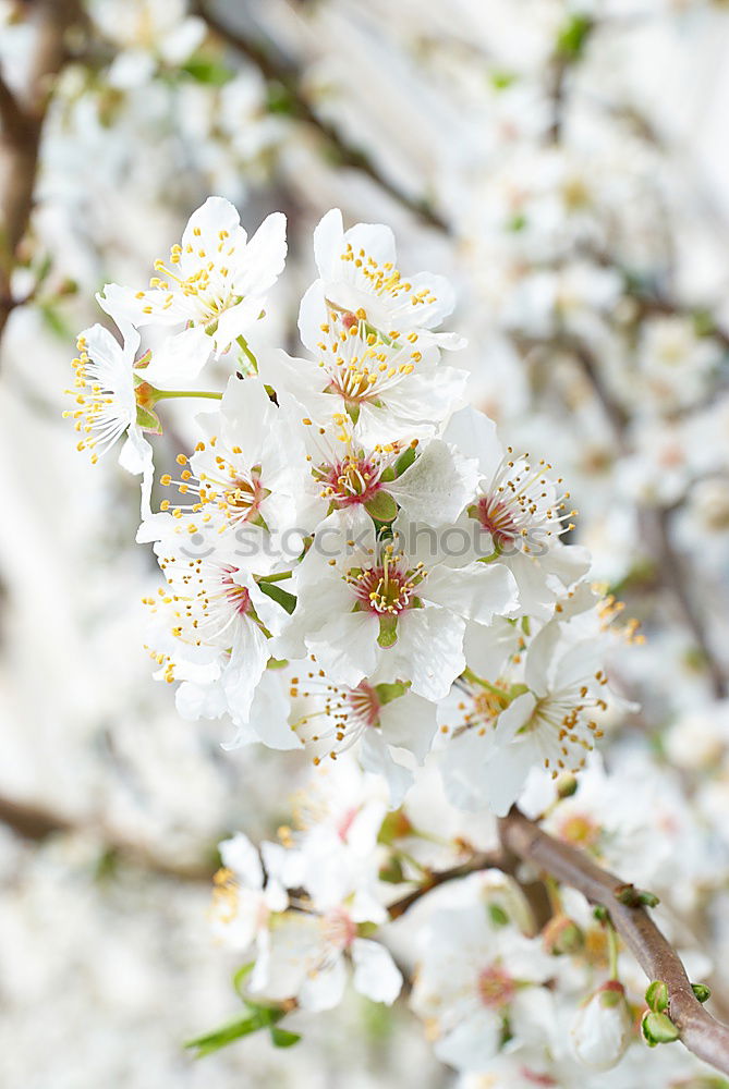 Similar – Image, Stock Photo beginning of spring Spring