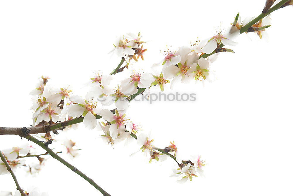 Similar – Image, Stock Photo withered berries Winter