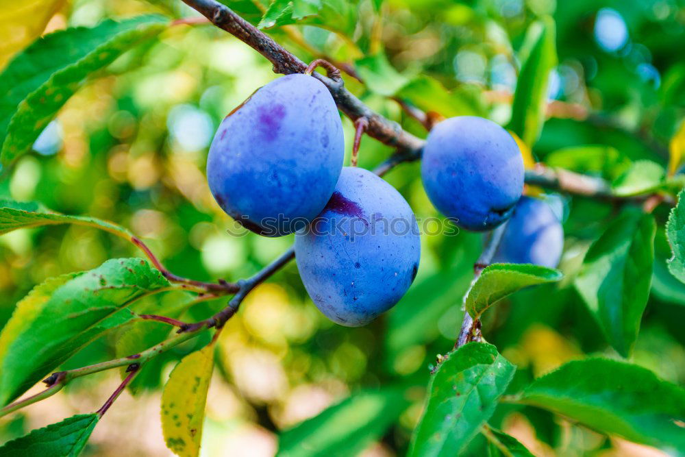 Similar – Image, Stock Photo sloes Fruit Jam Liquer