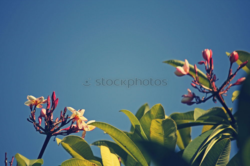 Similar – Image, Stock Photo red wine Summer