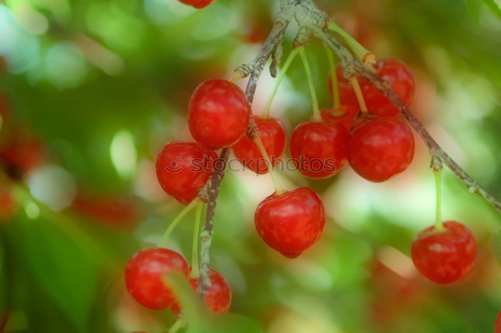 Similar – Image, Stock Photo currants Plant Redcurrant