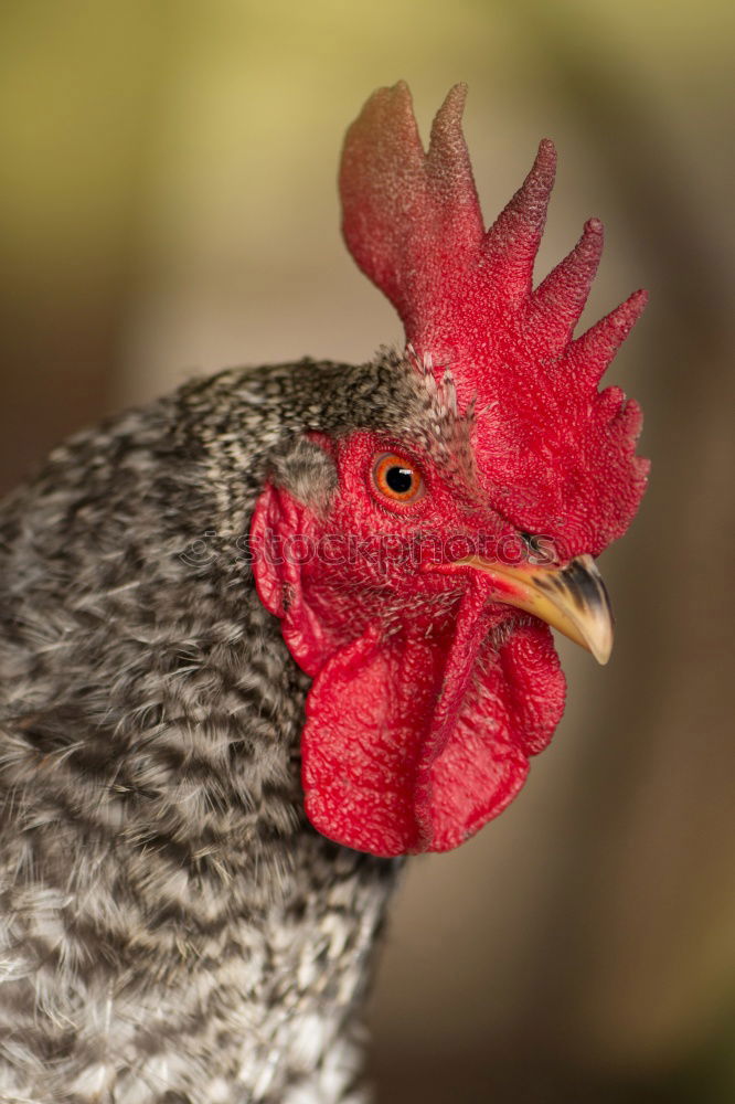 Similar – Image, Stock Photo passport photo Animal