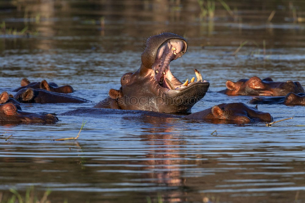 Similar – Image, Stock Photo Couple of hippos swim and play in water