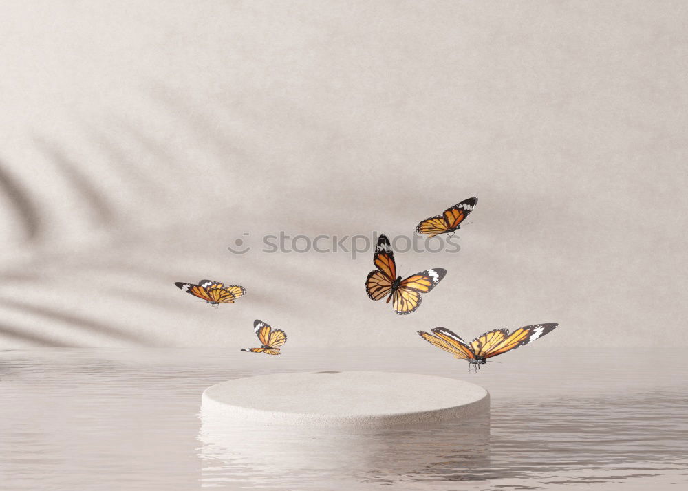 Similar – Foto Bild Am Fenster Schmetterling