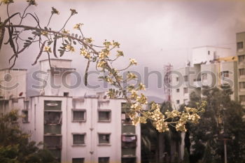 Similar – Image, Stock Photo Kichijoji Air Ambience