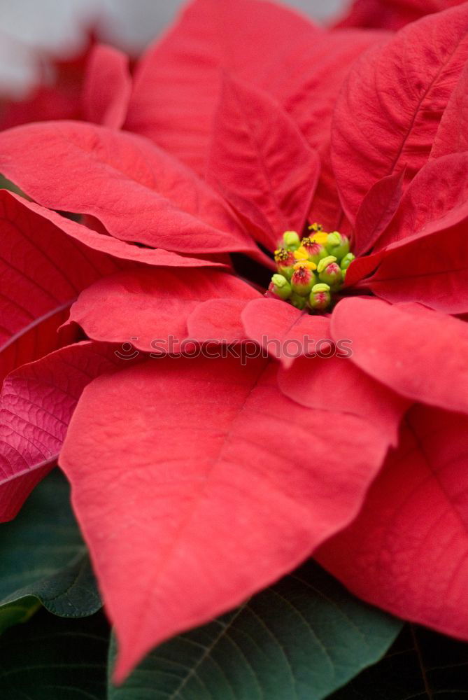 Similar – Beautiful red poinsettia