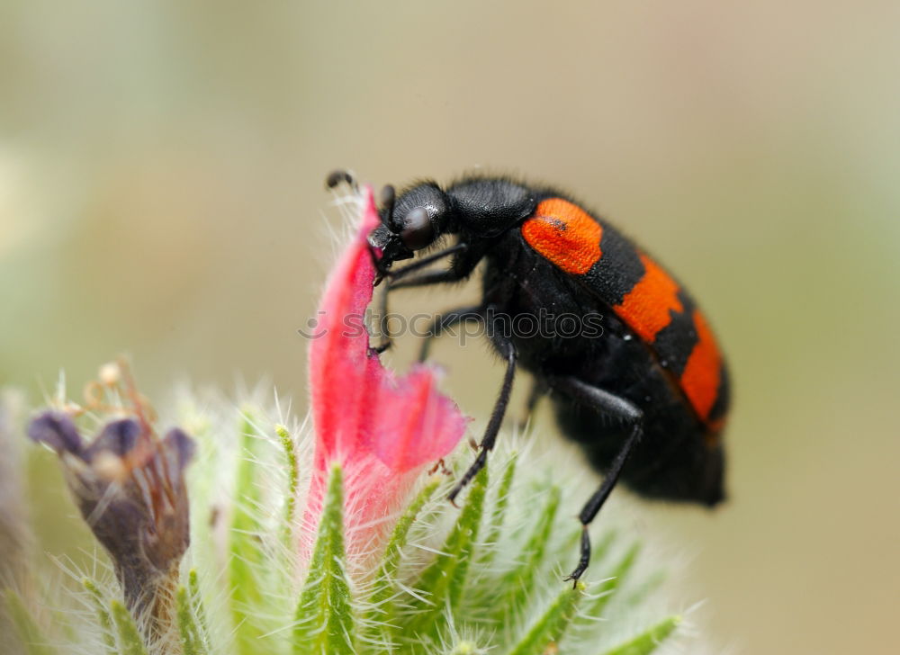 Similar – ladybird shortly before departure