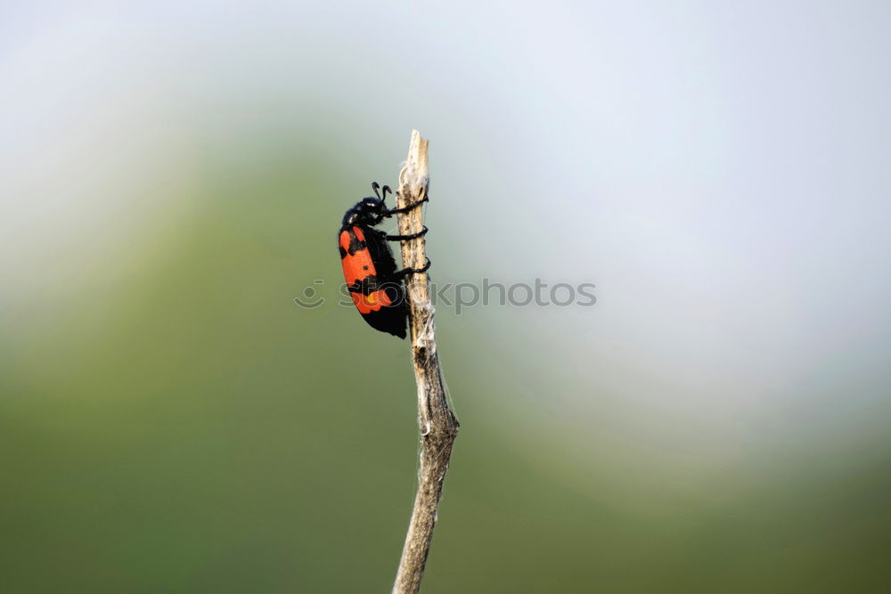 Similar – Image, Stock Photo longhorn beetle