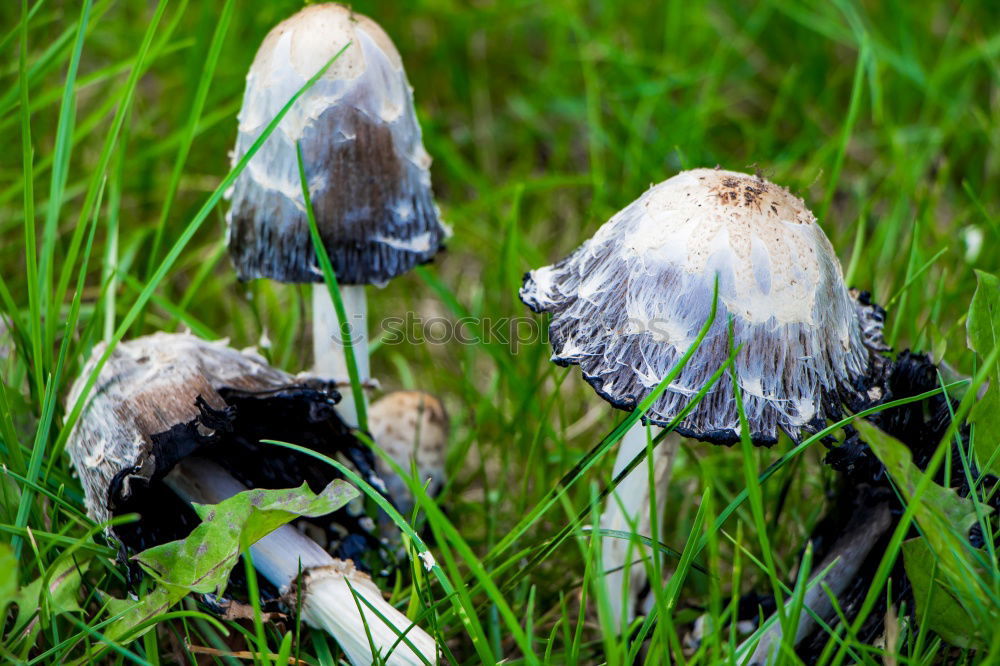 Similar – Image, Stock Photo 3 Boletus Leaf Forest