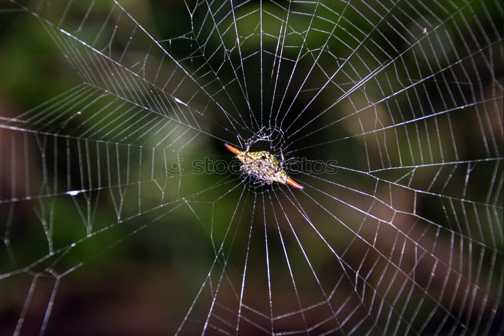 Similar – Image, Stock Photo care Environment Nature