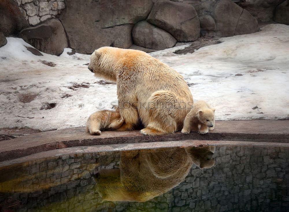 Similar – Foto Bild Eisbär Tier Zoo Aalborg