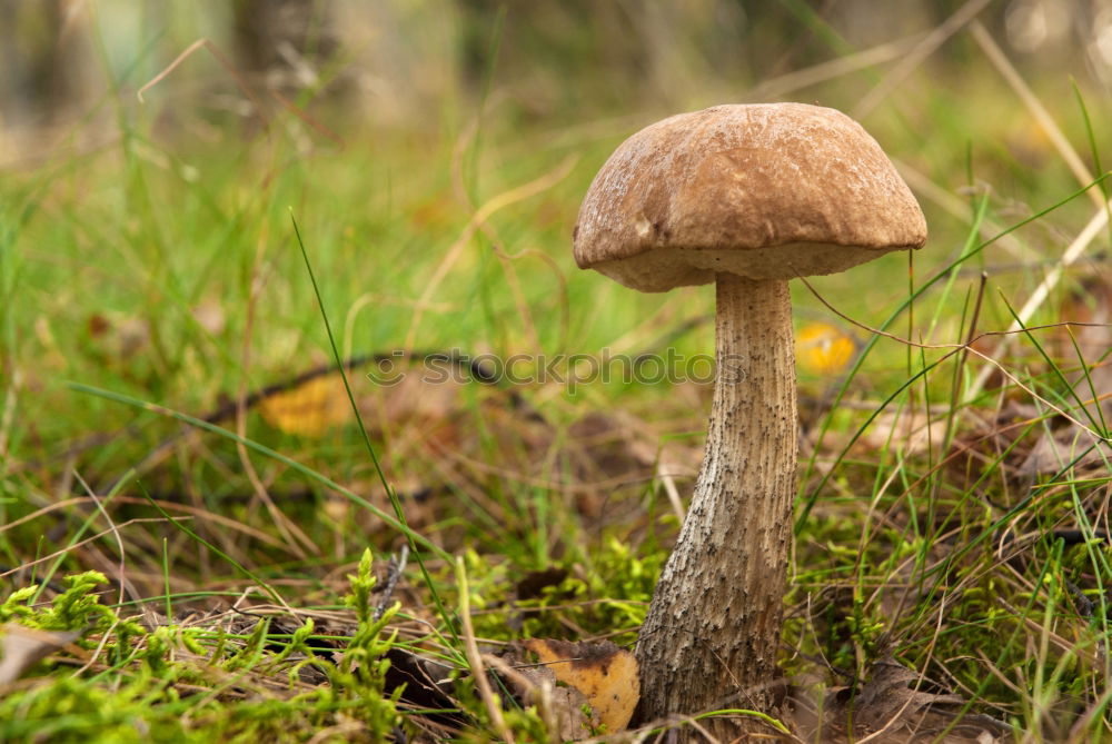 Similar – roe deer brown roof mushroom