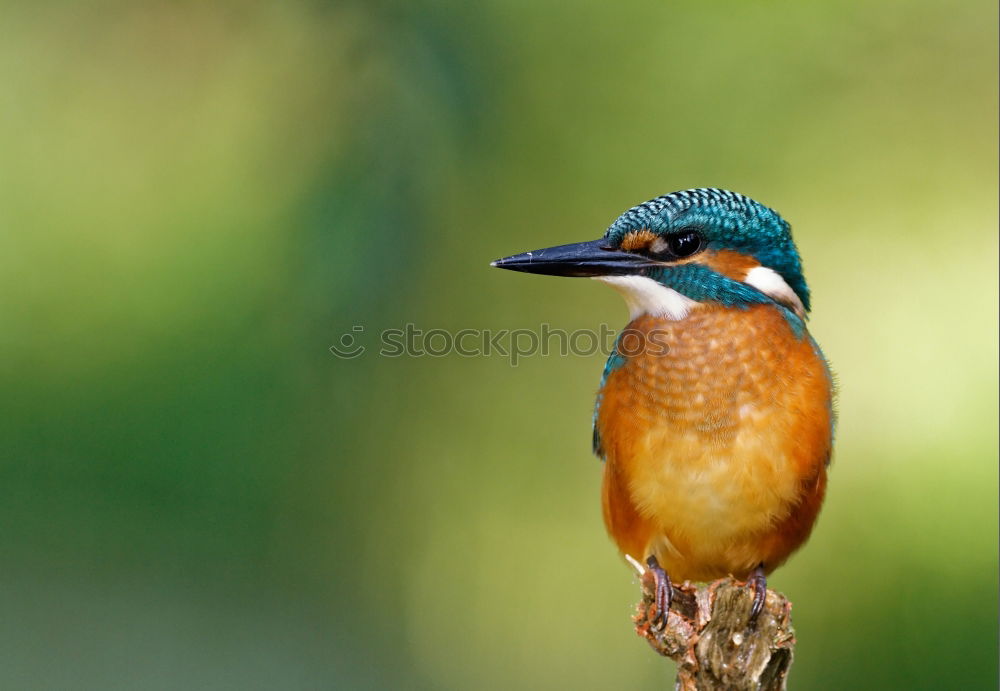 Brown Kingfisher, Blue Kingfisher