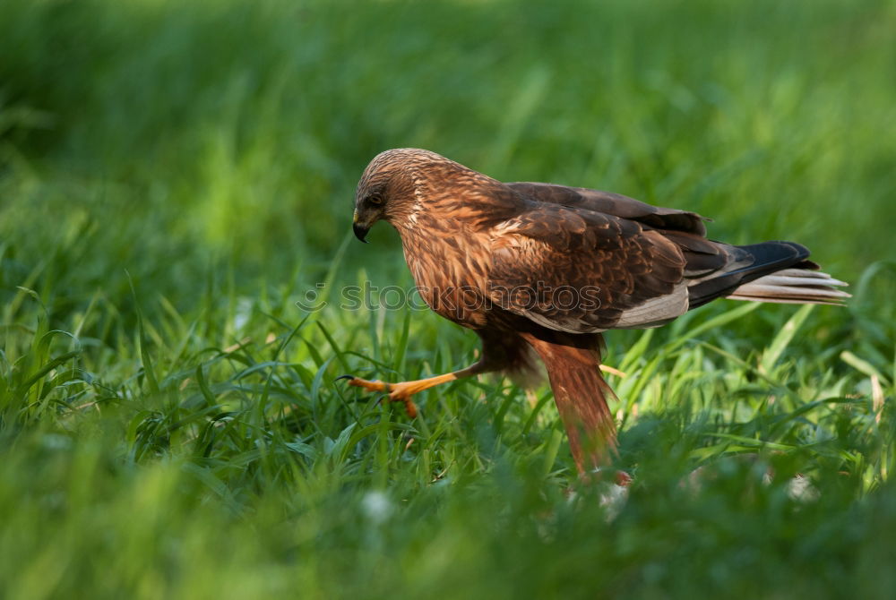 Similar – Image, Stock Photo Curious blackbird on the meadow