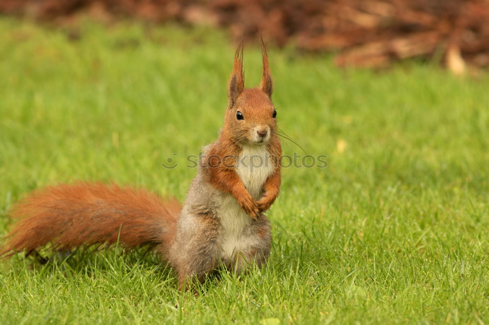 Similar – Squirrels in the garden