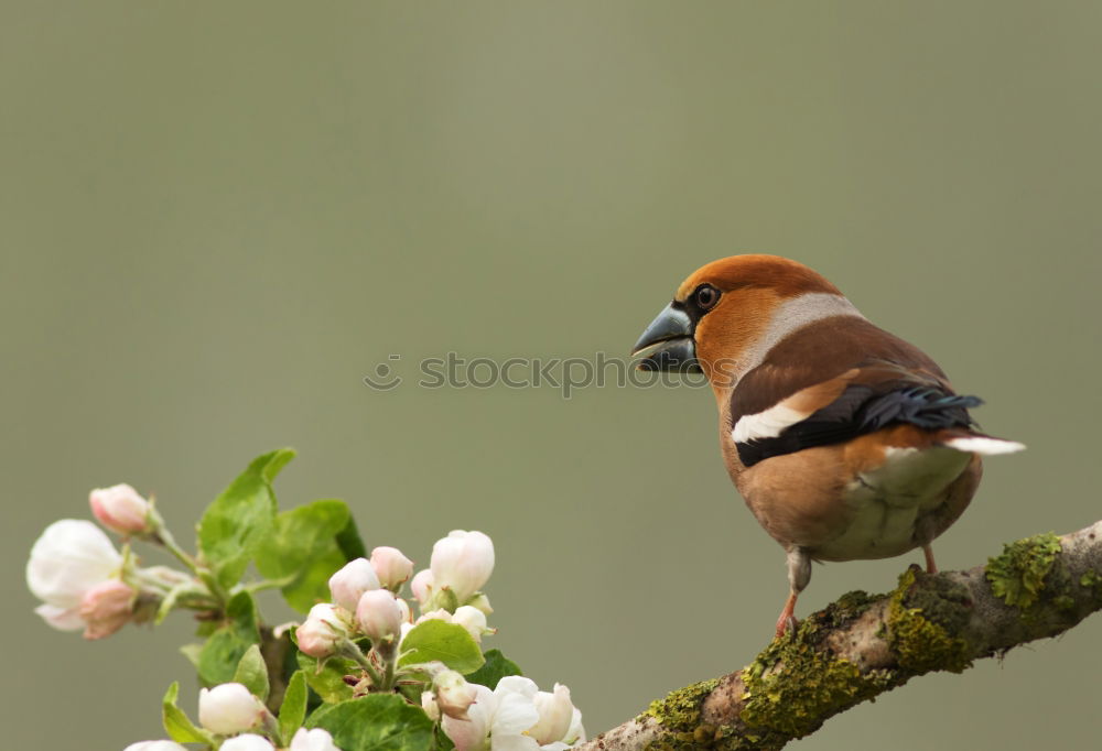 Similar – Image, Stock Photo titmouse spring