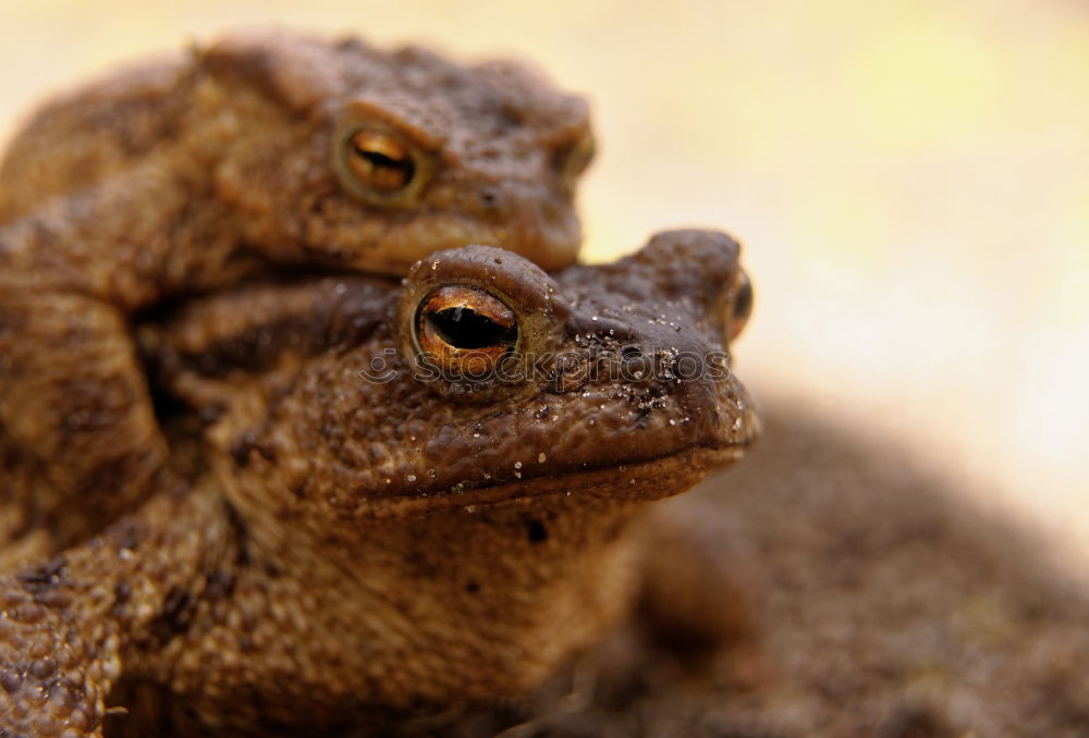 Similar – Augen(blick) 1 : Grasfrosch-Rana temporaria