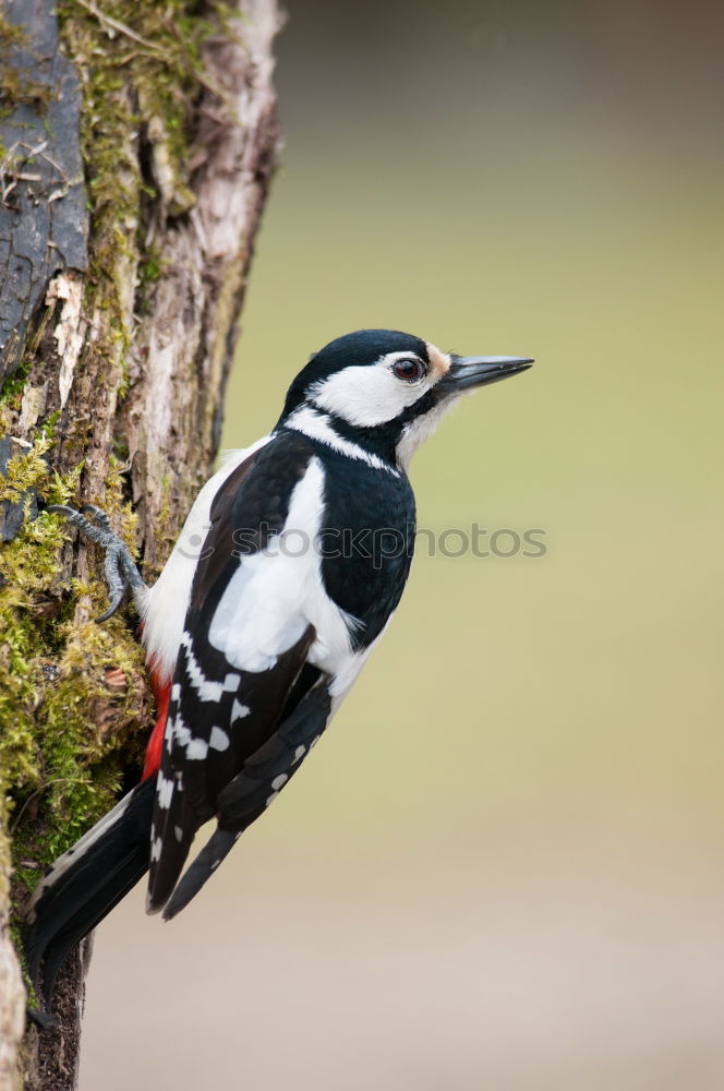 Similar – well Bird 1 Animal Crouch