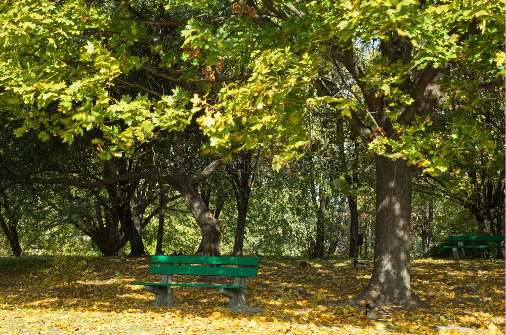 Similar – Park bench in the fall at Lago Ledro