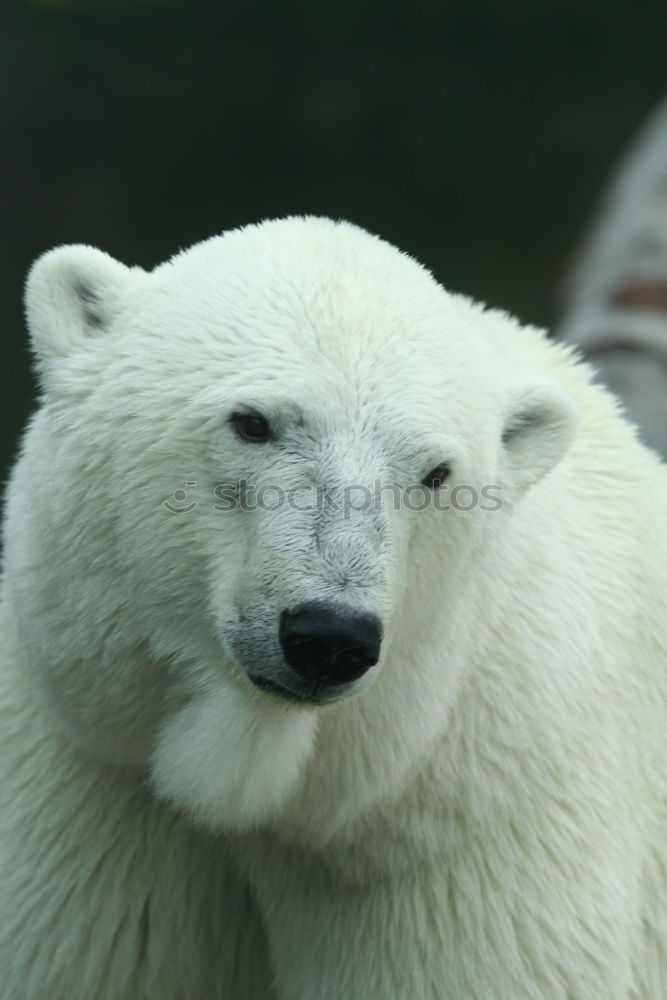 Similar – Image, Stock Photo head shaking polar bear / head shaking polar bear