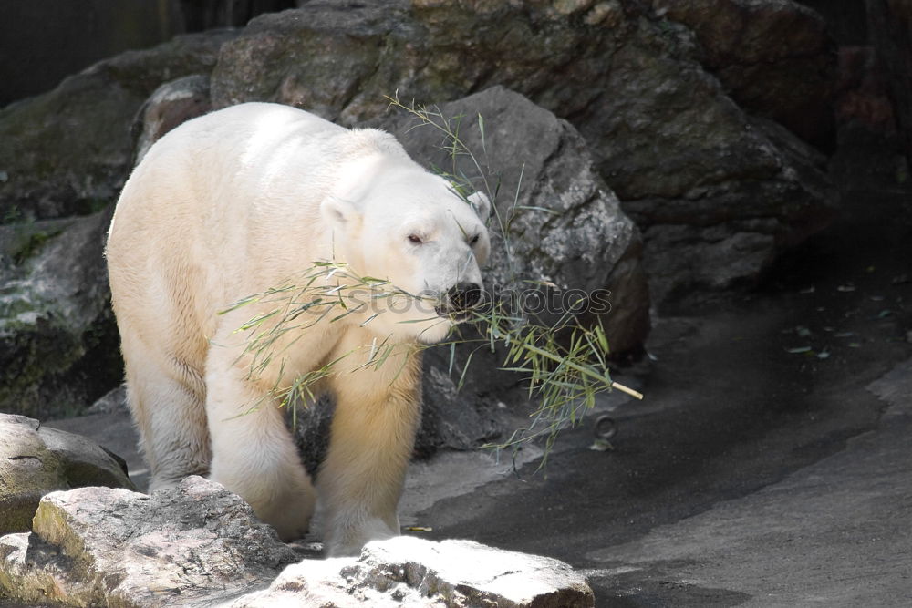 Similar – Foto Bild Eisbär Tier Zoo Aalborg