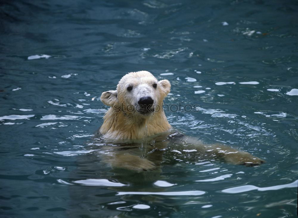 Similar – Image, Stock Photo head shaking polar bear / head shaking polar bear