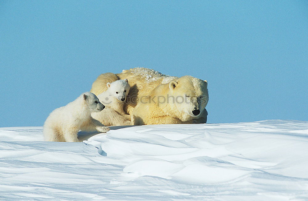 Similar – Schlittenhunde Winter