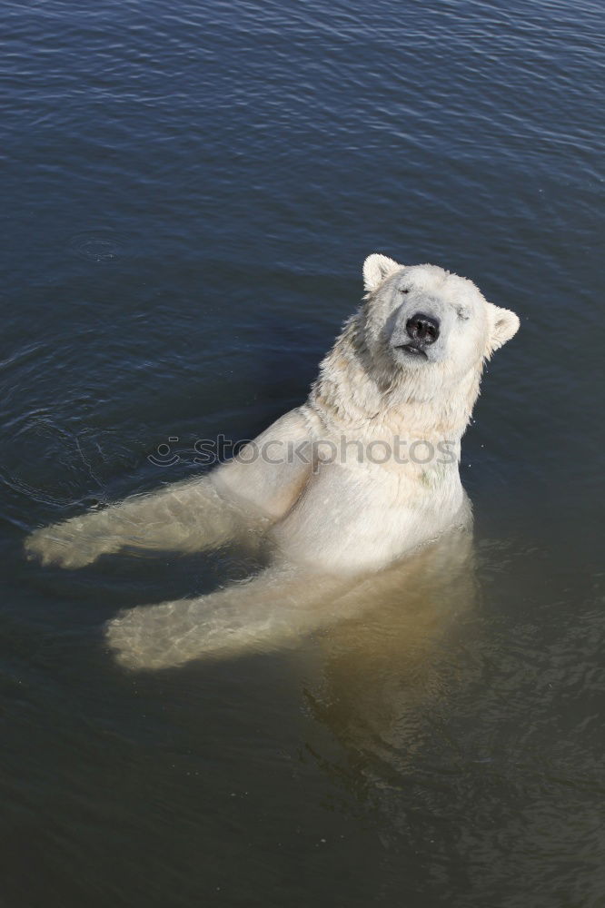 Similar – Image, Stock Photo tired Environment Nature