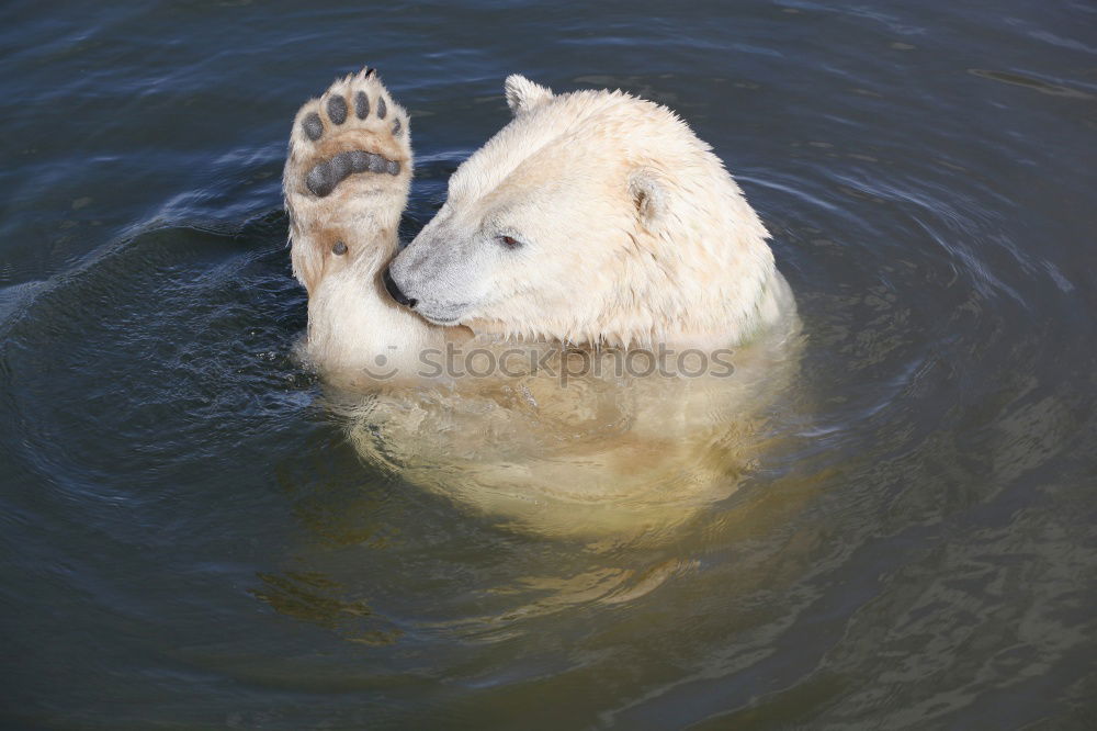 Similar – Image, Stock Photo head shaking polar bear / head shaking polar bear