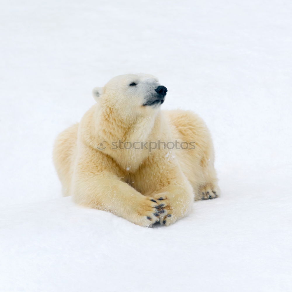 Similar – Image, Stock Photo Teddy Per in Iceland (1)