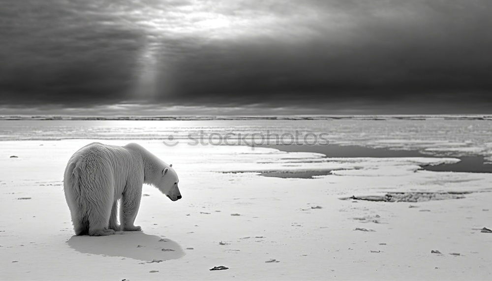 Similar – Image, Stock Photo Alone? Sheep Clouds Gale