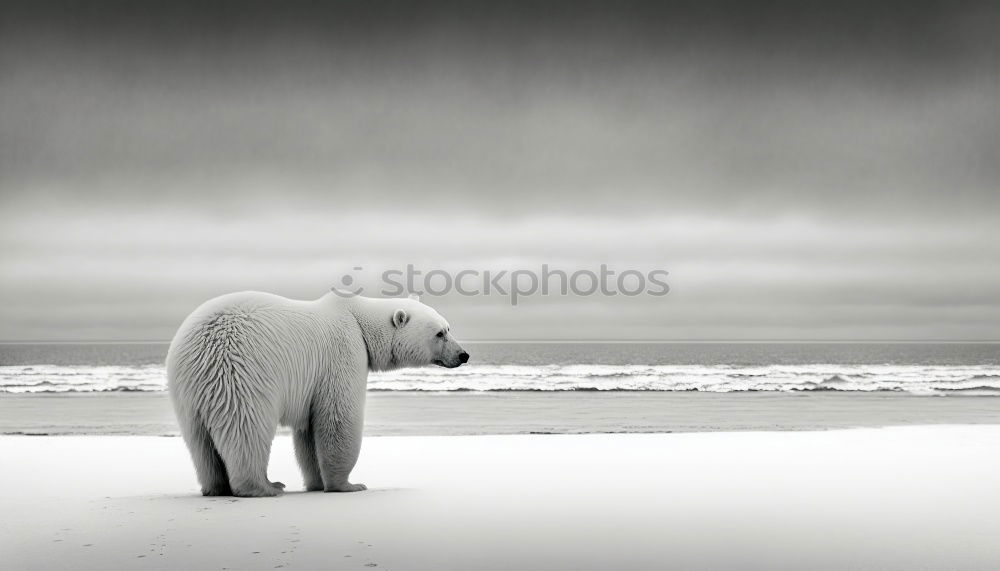 Similar – Image, Stock Photo Teddy Per in Iceland (1)