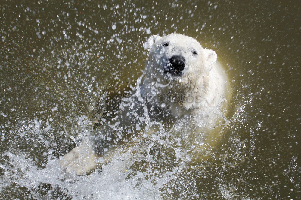 Similar – Image, Stock Photo head shaking polar bear / head shaking polar bear