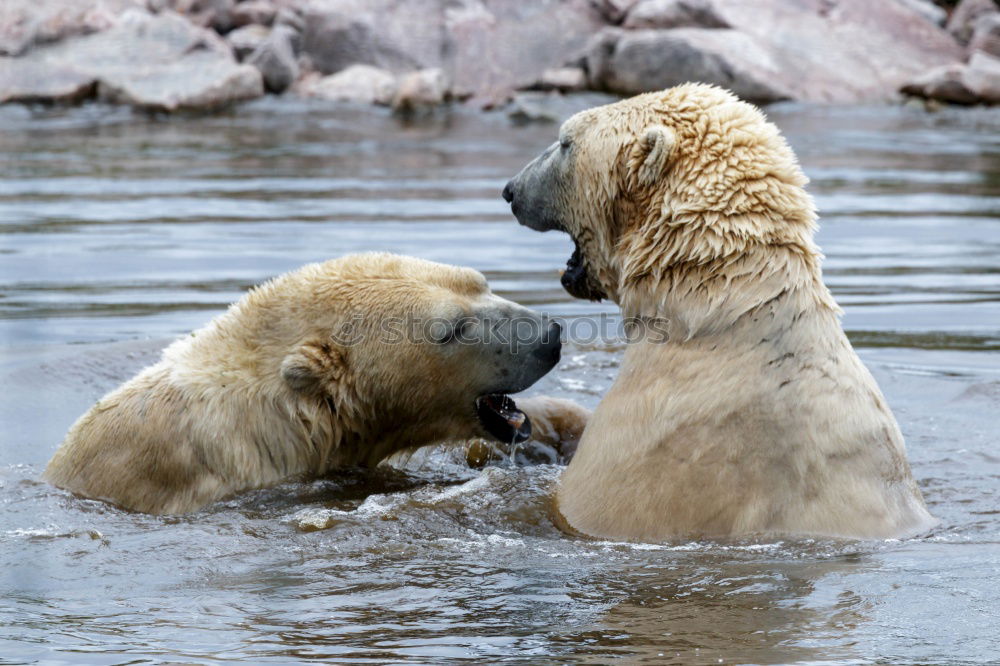 Similar – Hippo Love Hippopotamus