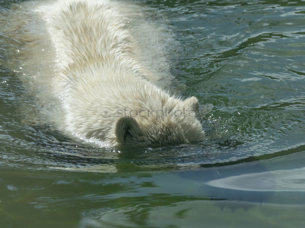 Similar – dive one ice bear Zoo