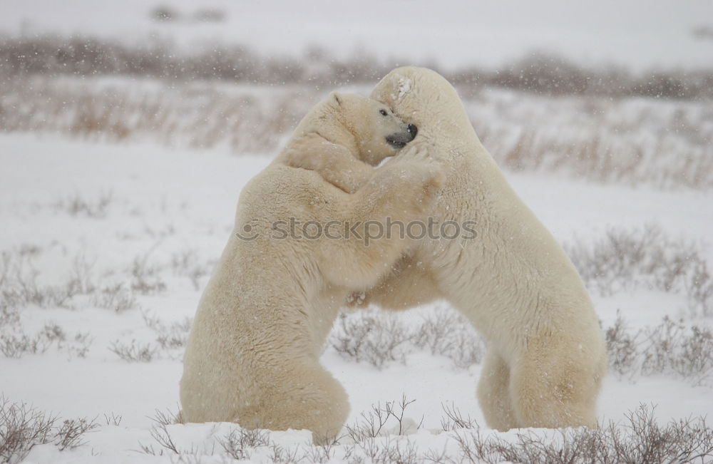 Similar – bear hunting Polar Bear