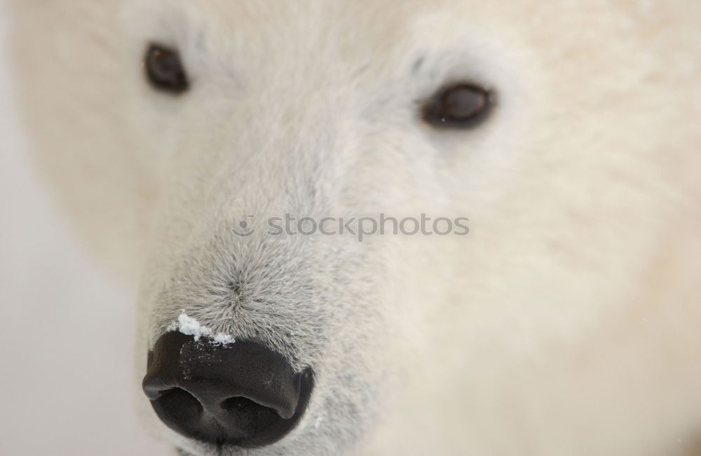 Image, Stock Photo Just shut the fuck up.