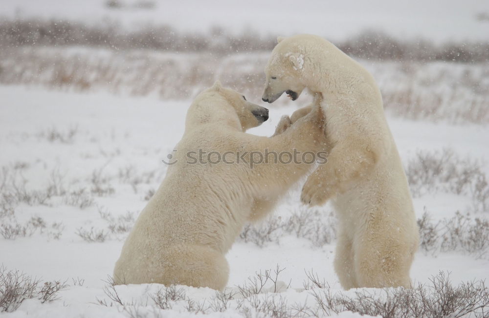 Similar – bear hunting Polar Bear