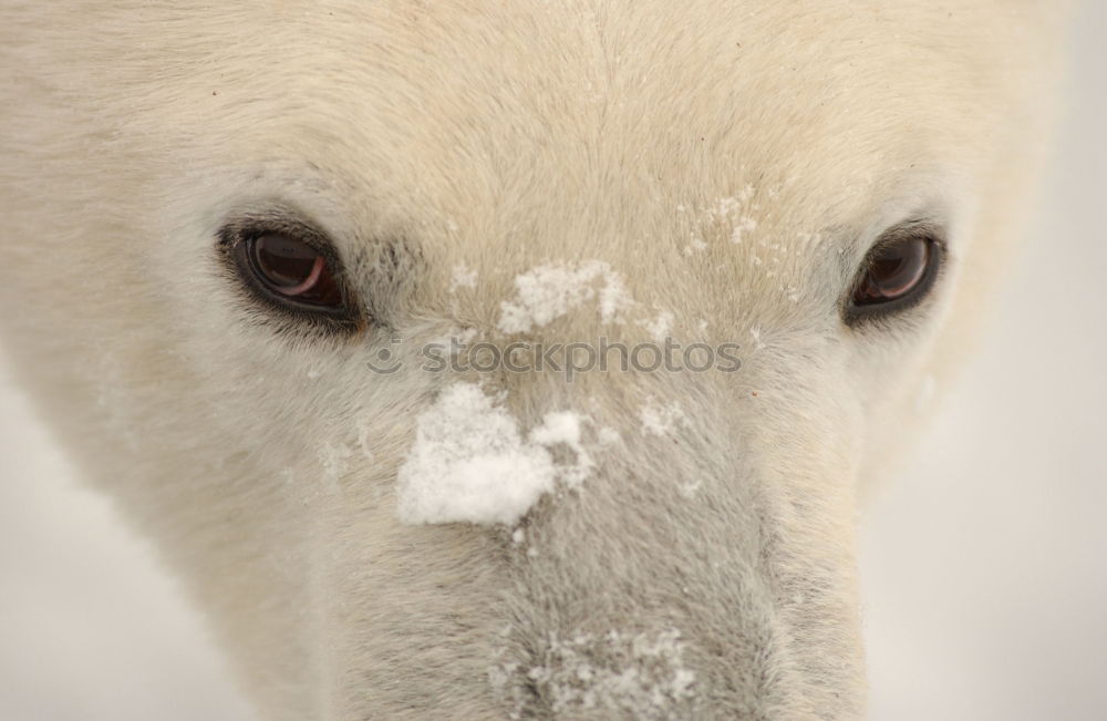 Similar – Image, Stock Photo Just shut the fuck up.