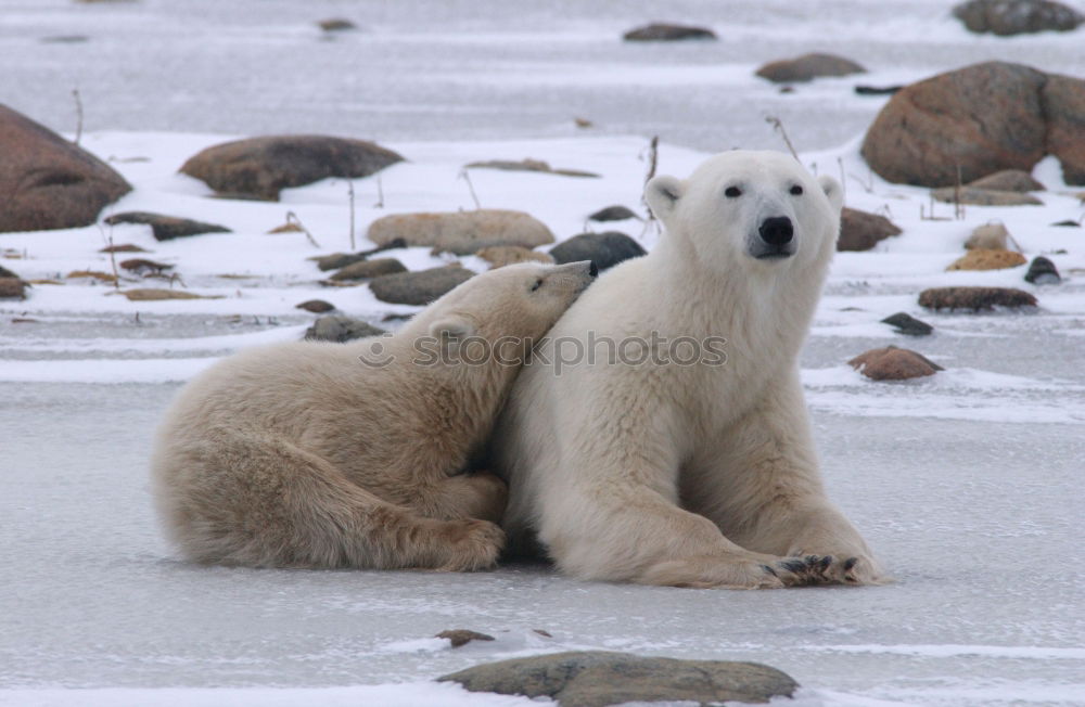 Similar – Cheeky seal Animal