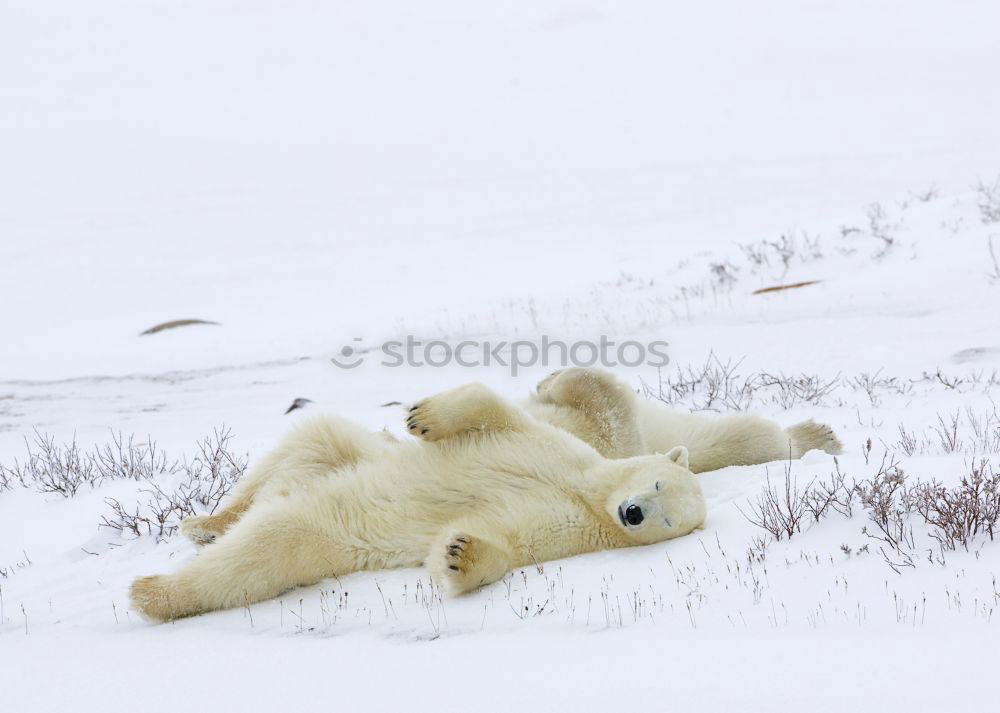 Similar – Image, Stock Photo Teddy Per in Iceland (1)