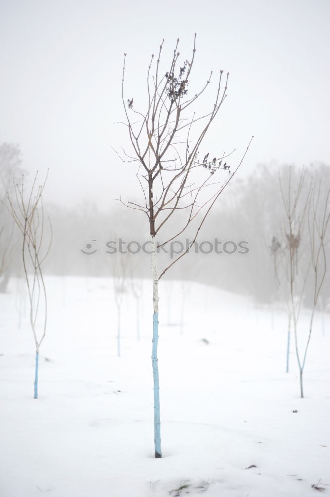 Similar – freigestellter baum Winter