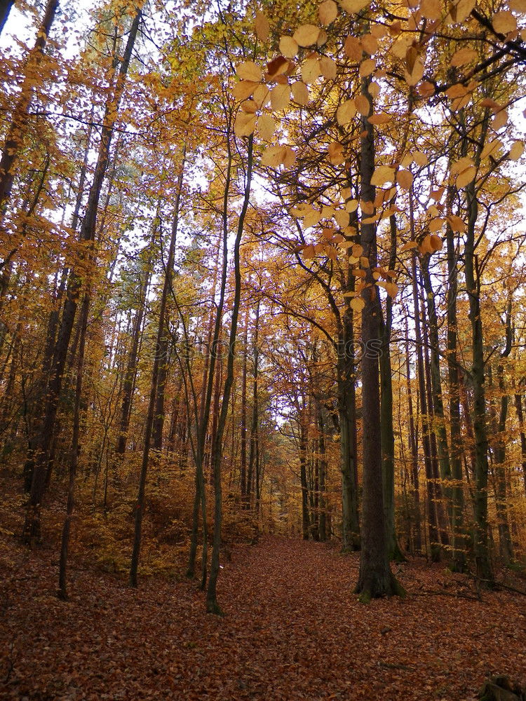 Similar – Herbstlicher Wald Baum