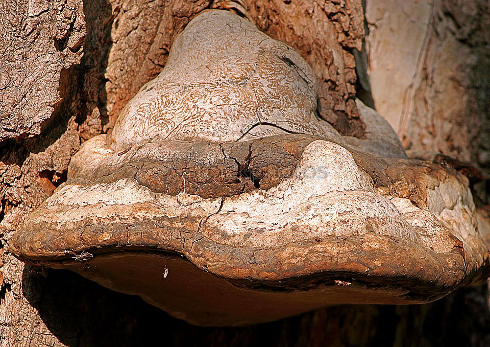 Similar – stone face Things Stone