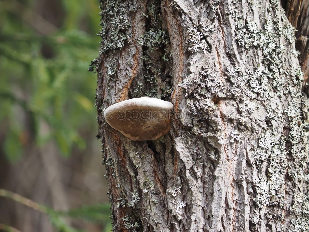 Bonaparte chestnut!