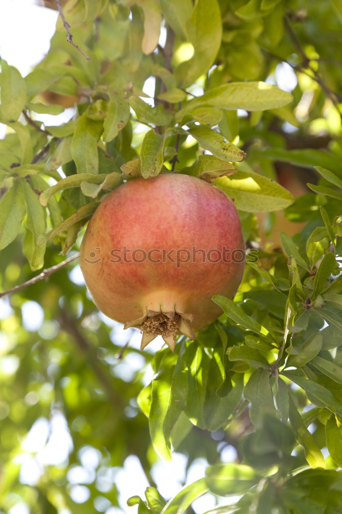 Image, Stock Photo soon… Fruit Apple Autumn