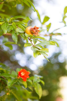 Similar – Image, Stock Photo clematis Flower Blossom