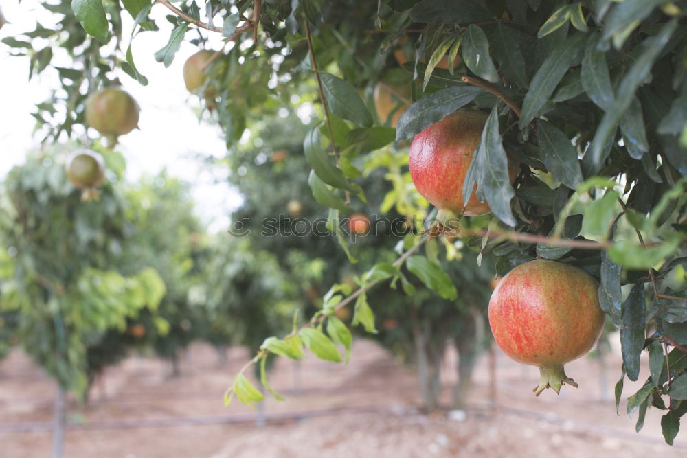 Similar – Persimmon trees. Fruit