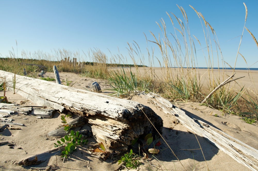 Similar – Beach chairs at the Baltic Sea beach